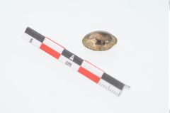 Foto von Bronzeknopf (NHMW-PRAE-025727)